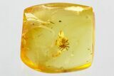 Detailed Fossil Spider (Araneae) In Baltic Amber #346643-1